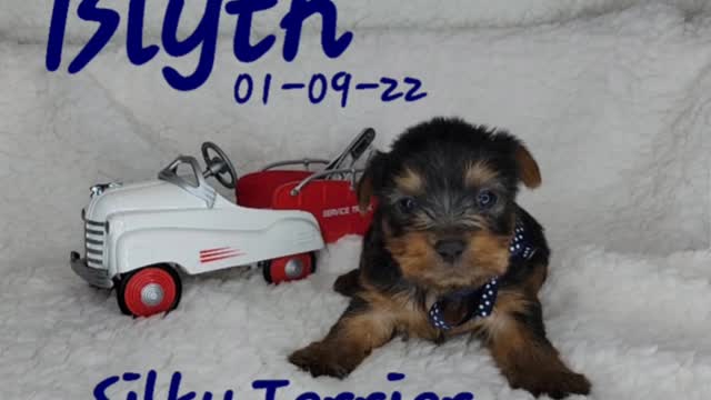 Silky Terrier Male Blyth is looking for his FURever family