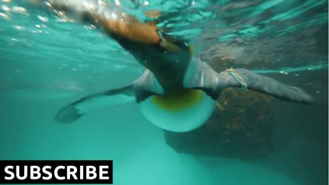 Why Everyone is Talking About penguin swimming