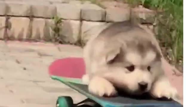 dog on skateboard