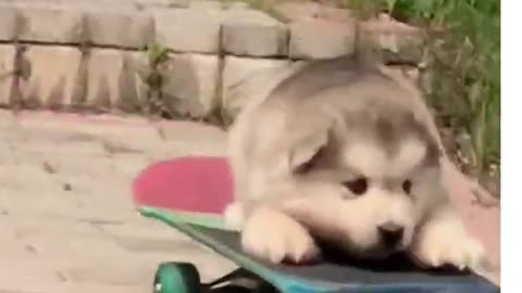 dog on skateboard