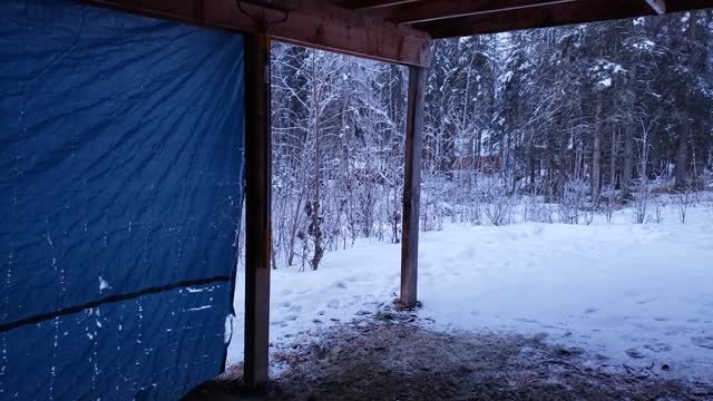 Life in Alaska - Moose Eating Breakfast