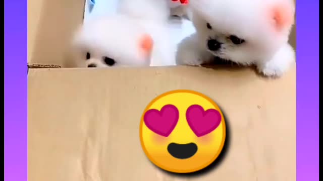 Small Cute Baby dog / funny dog videos