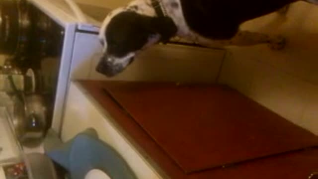 my crazy dog eating off the stove