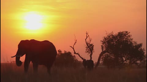 Travel to Africa on safari African Wildlife life