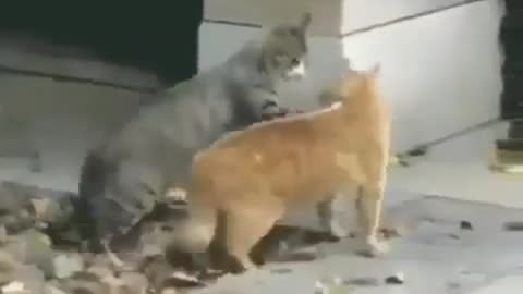 Super fanny Dog video 2 Pets