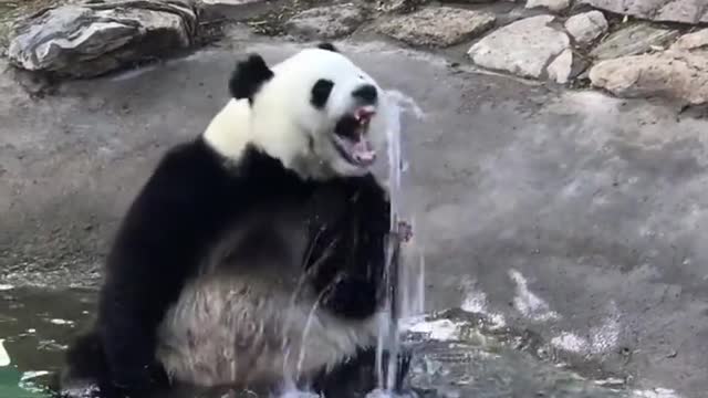 Cute baby panda daily life funny