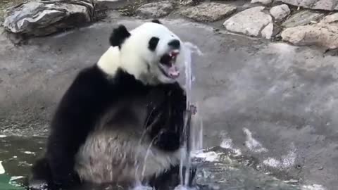 Cute baby panda daily life funny