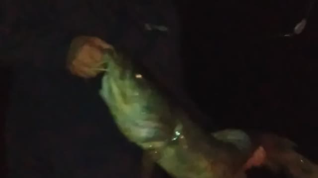 Friends first nice catfish