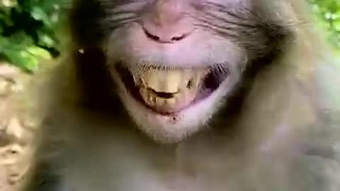 Cute Money laughing money | FunsZone |