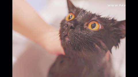 The little black cat has been barking while bathing