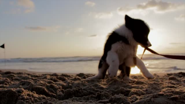 Cute playful puppy having fun at the beach.