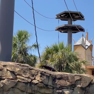 Little monkey playing in the rope