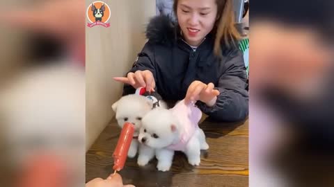 The cutest puppies in the world#1