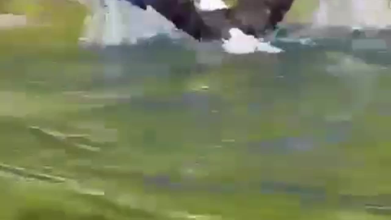 Eagle swimming