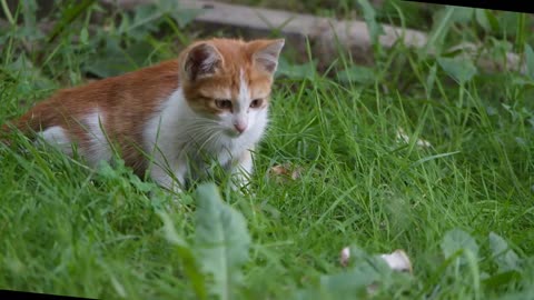 cunky funky funny cat // cat playing