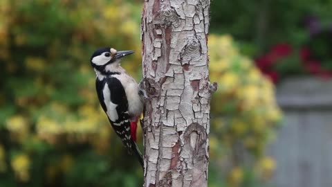 WOOD PECKER AND ROBIN BIRD