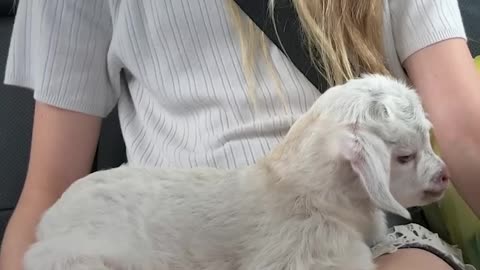 Baby Goat Is Pretty Sure He's A Dog | The Dodo Little But Fierce