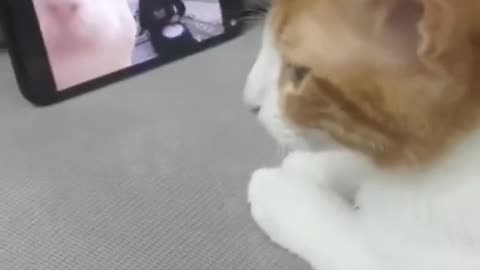 A Cat that likes to Dance