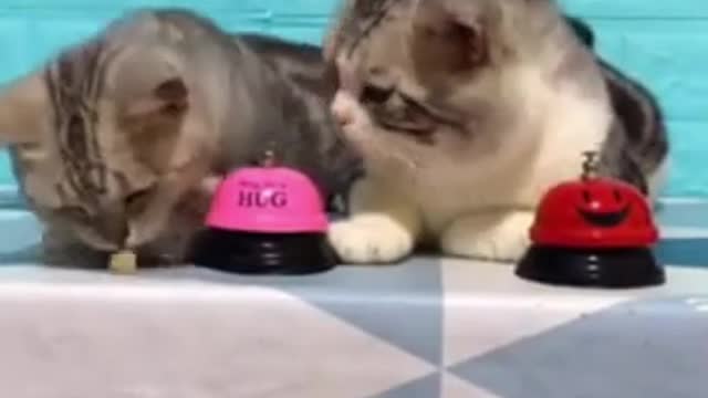 Lovely Cat, black cat, cats, funny cats, funny cat videos