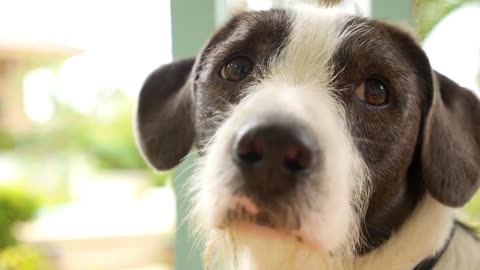 Man's best friend. Cute Dog Outdoors. Close up