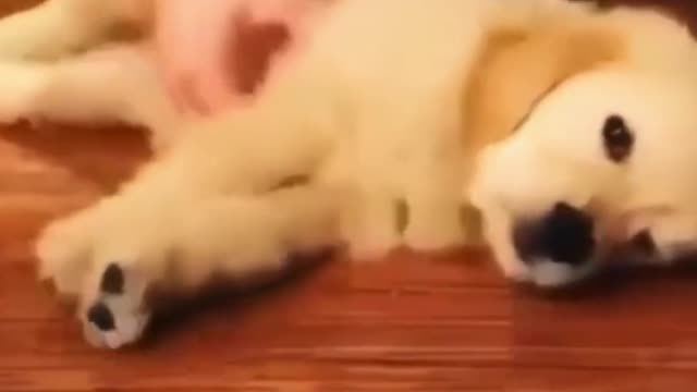 Me every Monday😂🐶💗Cute animal💗🐶Cute Dog video in funny moment🐶💗Yo los lunes soy el perro😂💗