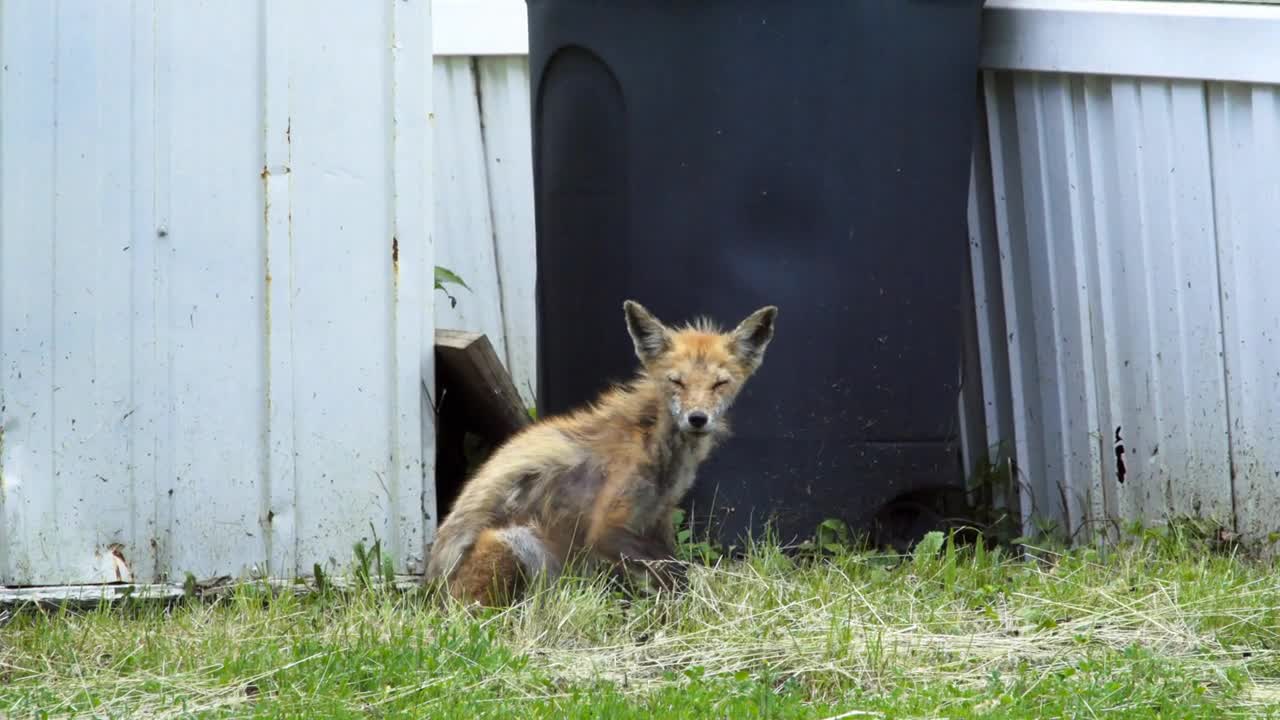 Mangy fox sitting in backyard