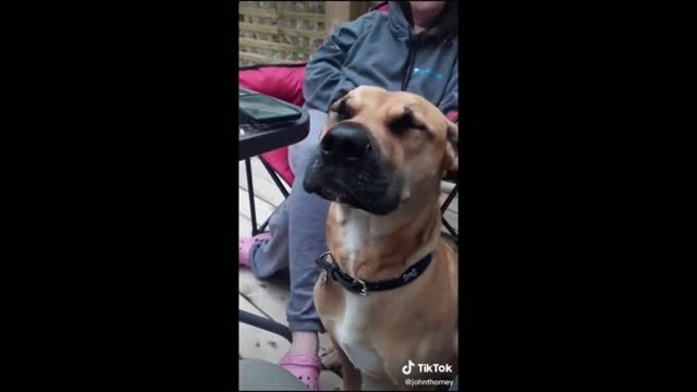 Owner Talking To His Dog, Funny Talk - Tiktok Dogs (Funny Animals #359)