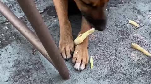 Dog eating sugar cane