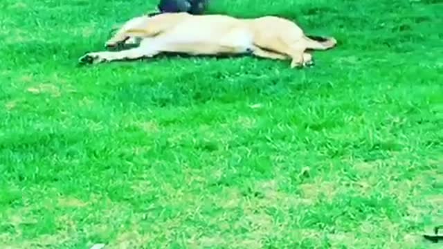 A brown dog plays with a grey rabbit