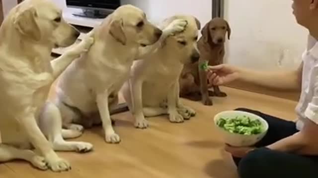 You will get STOMACH ACHE FROM LAUGHING SO HARD🐶 / Funny Dog Videos