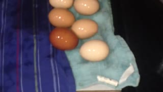 Cute ducklings playing in kitchen