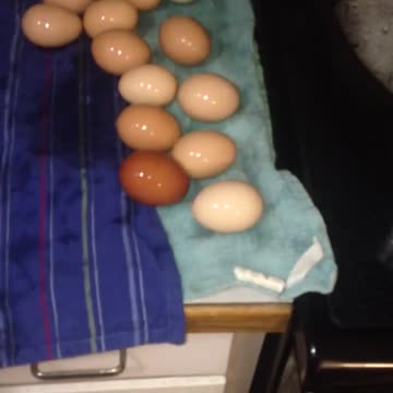 Cute ducklings playing in kitchen