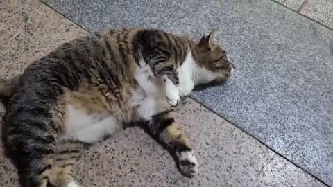 The cat I met at the Andong market