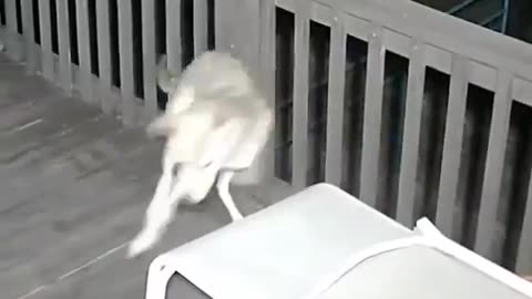Coyote Vs Cat