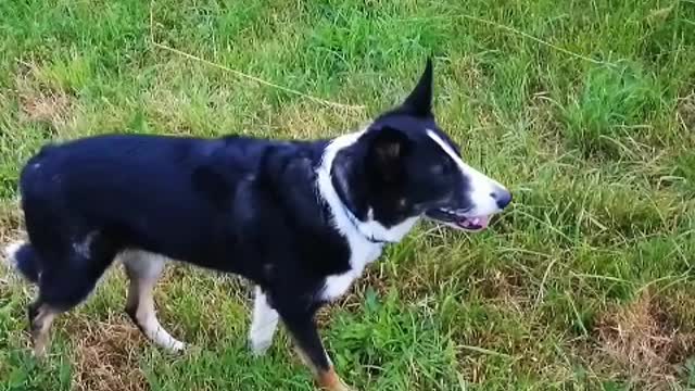 Puppy's love is never conditional