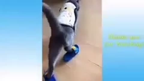 Cat dance