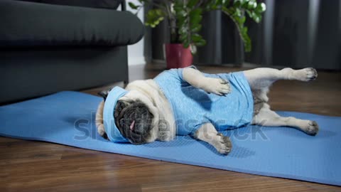 Pug dog lazy