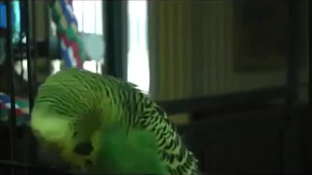 Parrot Tries to Quote Monty Python Funny animals, comedy, dogs, cat