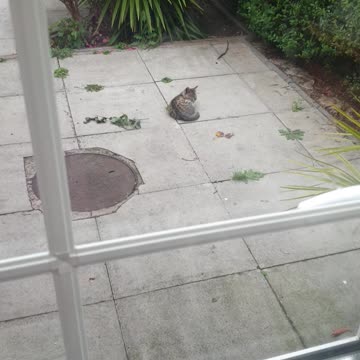 😻😻😻My Adorable Precious Tiger kitten curled up to sleep