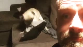 Humping Pug