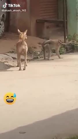 super funny videos of animals that will make you laugh