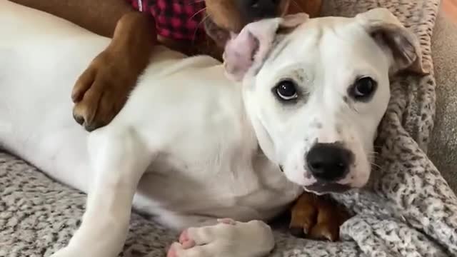Pair of sweet doggies preciously cuddle with each other