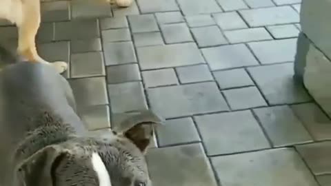 happy dog they are play