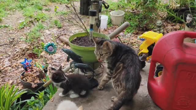 Kittens First Day Outside