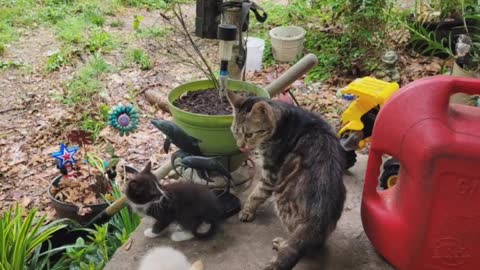 Kittens First Day Outside