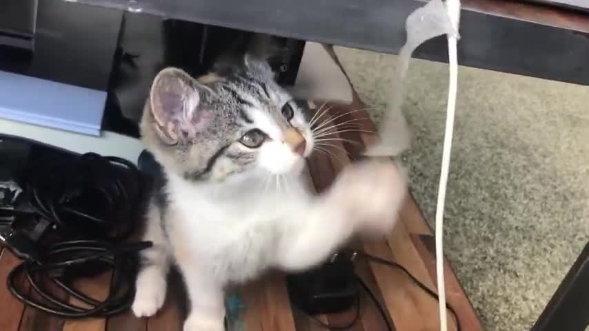 Cute and Funny Cat Videos Compilation