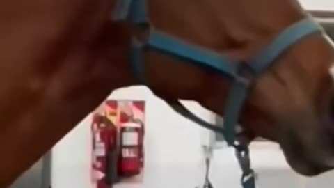 Funny cat dog animal videos on Instagram Tiktok #shorts #funnyanimals #مضحك