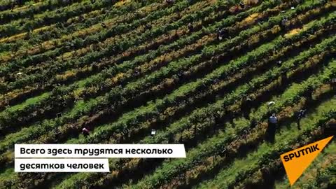 Как собирают виноград в селе Гумиста