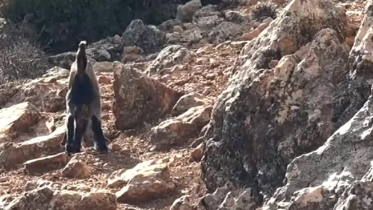 All About Goats: Fascinating Facts You Didn't Know About Goats! #goats #animals #petanimals #facts