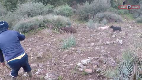 **Chasse : Top 5 Tir au Sanglier , BEST Of 5 Wild Boar Hunting**